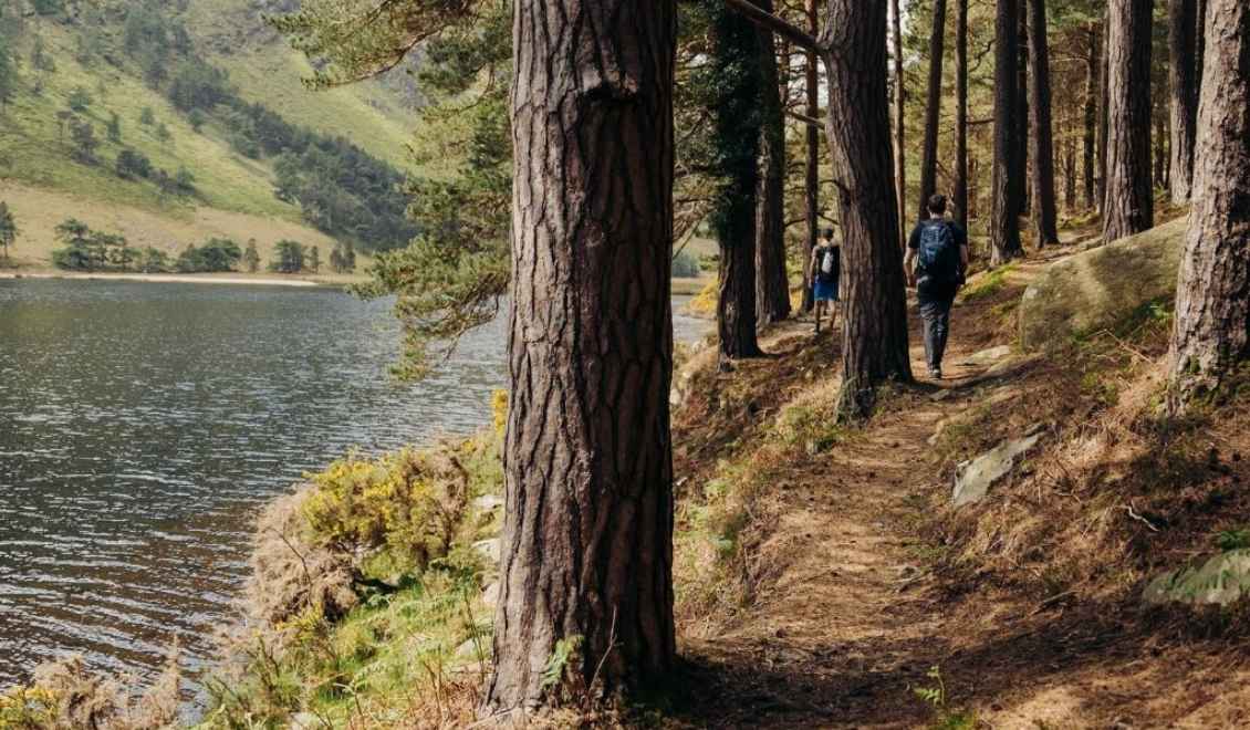 Wandern Wald