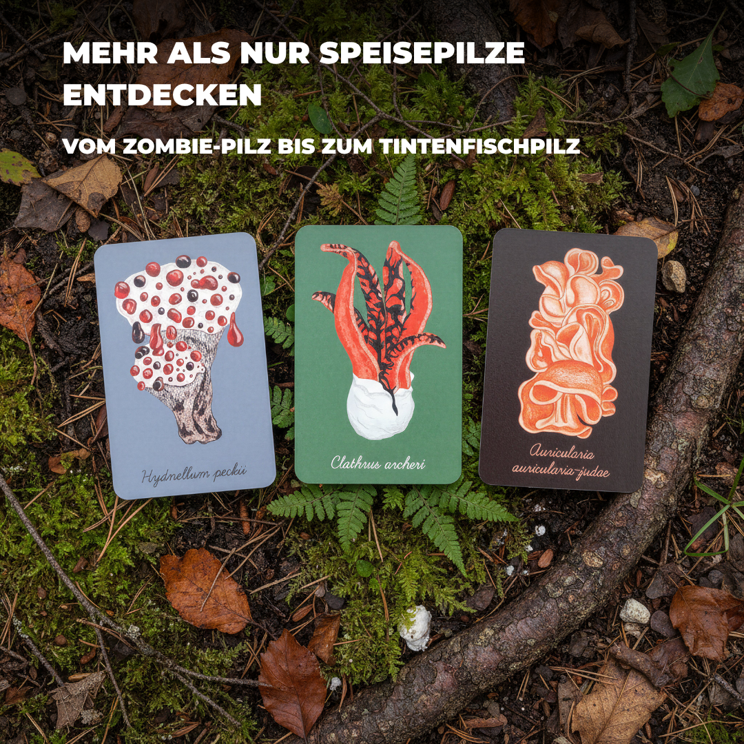 Das Pilz-Kompendium | Entdecke das Reich der Pilze